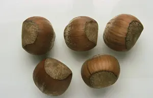 Cutout Image Impressions: Hazelnuts, Hazelnuts