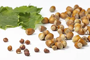Hazelnut Bush Leaves Impressions: Hazelnuts in and without shell