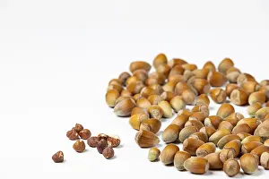 Studio Photography Of Nuts Impressions: Hazelnuts in and without shell