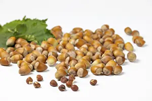 White Background Nuts Impressions: Hazelnuts in and without shell