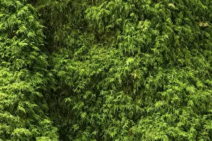 Close Up Tree Details Impressions: High resolution image capturing the lush