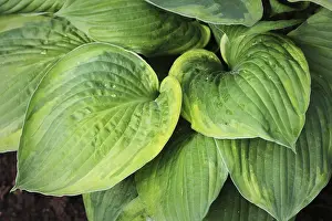 Asparagus Family Plants Impressions: Hosta leaves pattern background