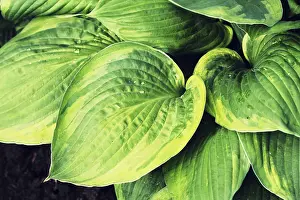 Leaf Pattern Design Impressions: Hosta leaves pattern background