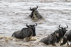 Crocodile Impressions: Un immense crocodile en attaque.