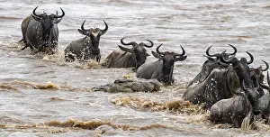 Crocodile Impressions: Un immense crocodile en attaque.