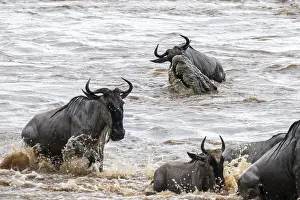 Crocodile Impressions: Un immense crocodile en attaque.