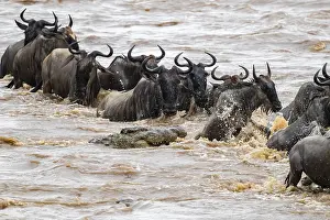 Crocodile Impressions: Un crocodile géant en attaque.