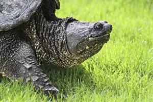 Close Up Photography Impressions: A huge snapping turtle in the grass