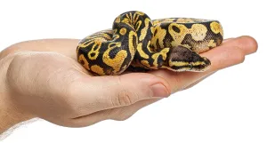 Ball Python Impressions: Human hand gently holding a yellow and black patterned ball python