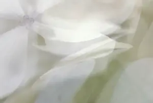 Detailed Petal View Impressions: Hydrangea