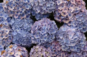 Botanical Garden Plants Impressions: Hydrangea blossoms, Hydrangea macrophylla