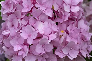 Southern Germany Blossom Impressions: Hydrangea flower (Hydrangea), close up