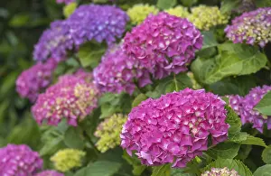Blue Hydrangea Blossom Impressions: Hydrangea, hydrangea, hydrangea blossom