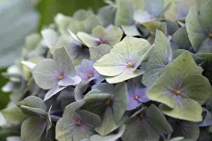 Dortmund Impressions: Hydrangea (Hydrangea macrophylla)