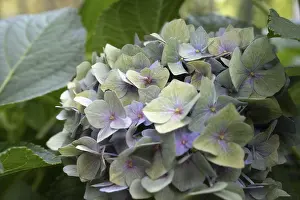 Dortmund Impressions: Hydrangea (Hydrangea macrophylla)