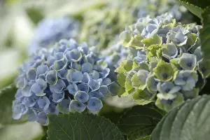 Hydrangeaceae Plant Impressions: Hydrangea (Hydrangea macrophylla)