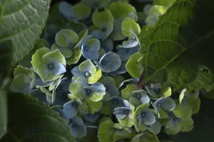 Hydrangeaceae Plant Impressions: Hydrangea (Hydrangea macrophylla)