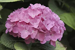 Hydrangea Macrophylla Impressions: Hydrangea (Hydrangea macrophylla)