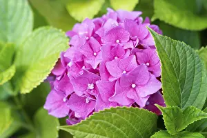 Hydrangeaceae Plant Impressions: Hydrangea (Hydrangea) macrophylla