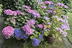 Lacecap Hydrangea Images Impressions: Hydrangea (Hydrangea macrophylla)