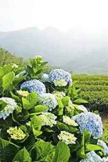 French Hydrangea Blossom Impressions: Hydrangea (Hydrangea macrophylla) in front of mountains