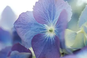 Bigleaf Hydrangea Details Impressions: Hydrangea macrophylla shrub