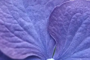 Close Up Hydrangea Flowers Impressions: Hydrangea macrophylla shrub
