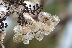 Winterly Open Air Scenes Impressions: Hydrangea in winter, Germany