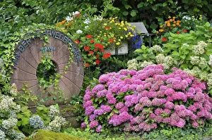 Southern Germany Bloom Impressions: Hydrangeas in bloom at the millstone