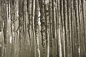 Winter Nature Scene Impressions: Icicles