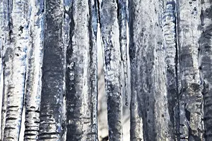 Atmospheric Winter Scene Impressions: Icicles