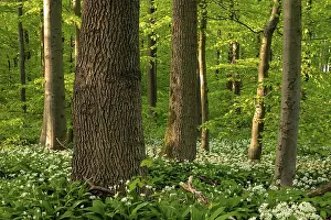 Wild Garlic Bloom Impressions: An idyllic deciduous forest in spring