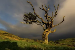 Solitary Tree Landscape Impressions: Illuminated old tree with dark thundercloud