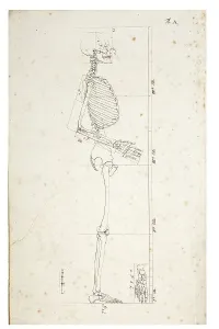 Human Skeleton Impressions: Illustration of a human skeleton