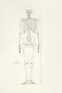 Human Body Parts Impressions: Illustration of a human skeleton
