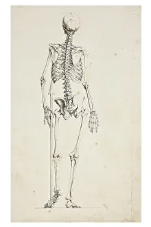 Human Skeleton Illustration Impressions: Illustration of a human skeleton