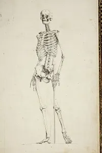 Skeletal System Illustration Impressions: Illustration of a human skeleton