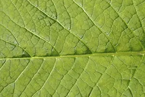 Abstract Leaf Design Impressions: Image background - leaf structure