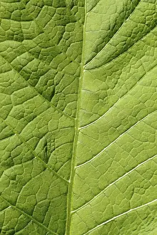 Abstract Leaf Design Impressions: Image background - leaf structure