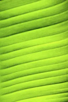 Deserted Plant Leaves Impressions: Image background - leaf structure