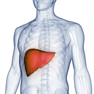 Anatomical Representation Impressions: Image converted using ifftoany