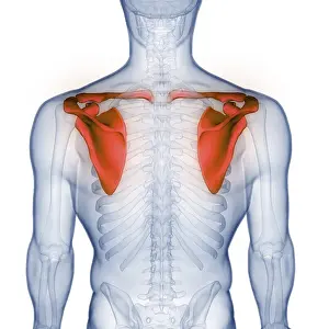 Upper Arm Injury Diagnosis Impressions: Image converted using ifftoany