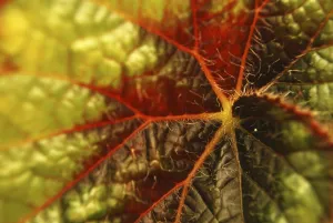 Full Frame Nature Shots Impressions: Image with red leaf closeup as a background image