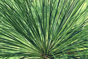 Decorative Plants Impressions: Impression