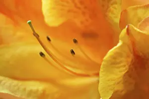 Flower Detail View Impressions: Impression of flower