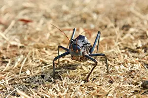 Natural Environment Insects Photos Impressions: An insect on a semi-solid ground