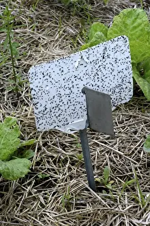 Vegetable Patch Germany Impressions: Insect trap in vegetable patch, Germany