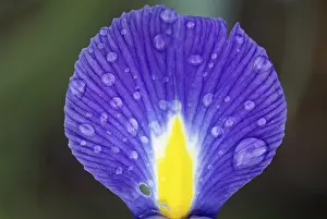 Nature Flowering Plants Impressions: Iris