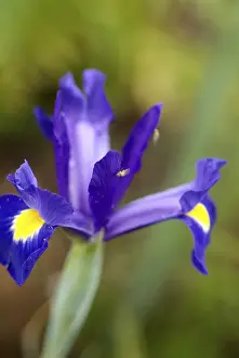 Garden Flowers Impressions: Iris