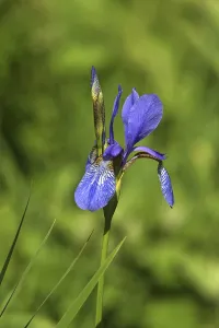 Flowering Plants In Desert Impressions: Iris